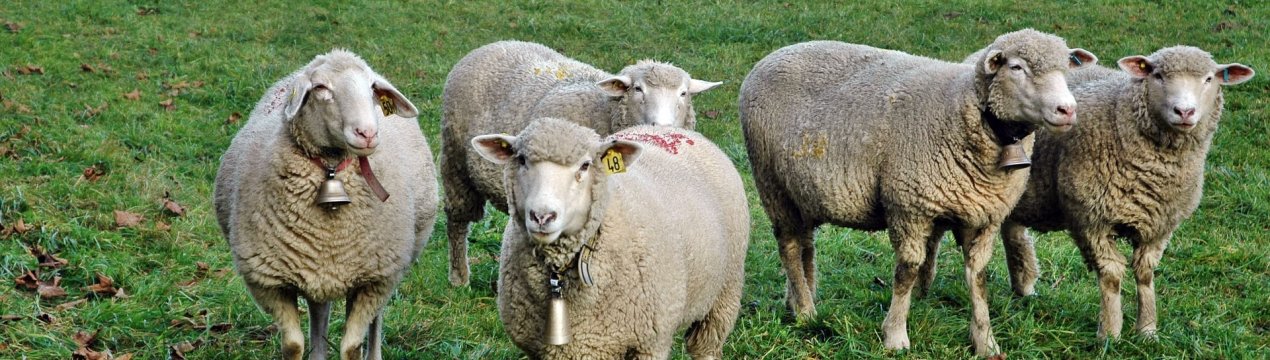 Овцеводческий сектор Великобританії готується до безмитного імпорту з Австралії і Нової Зеландії