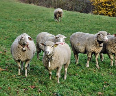 Овцеводческий сектор Великобританії готується до безмитного імпорту з Австралії і Нової Зеландії