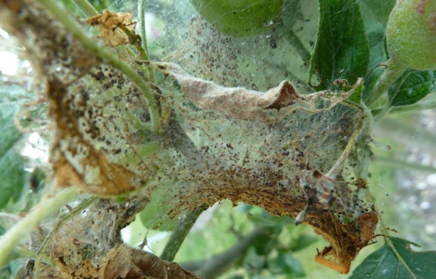 Наявність яблучної молі Наявність яблучної молі