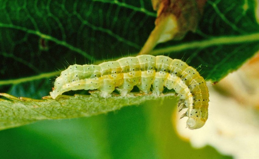 Європейський яблуневий пильщик Європейський яблуневий пильщик