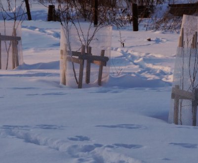 Ефективні способи захисту яблунь взимку від зайців, мишей та інших гризунів