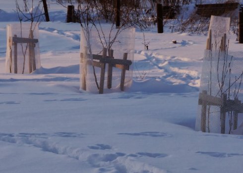 Эффективные способы защиты яблонь зимой от зайцев, мышей и других грызунов
