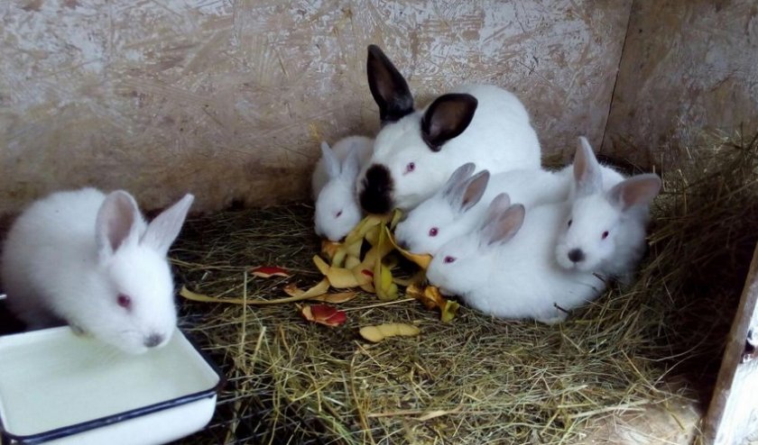 Клетки для кроликов