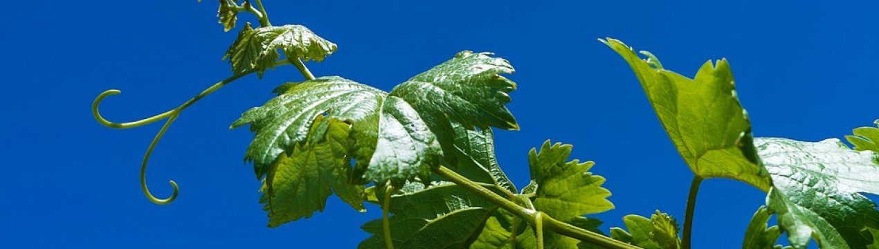У Херсонській області налагодять виробництво біопалива з виноградної лози