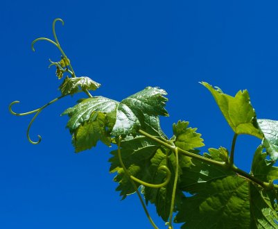 У Херсонській області налагодять виробництво біопалива з виноградної лози