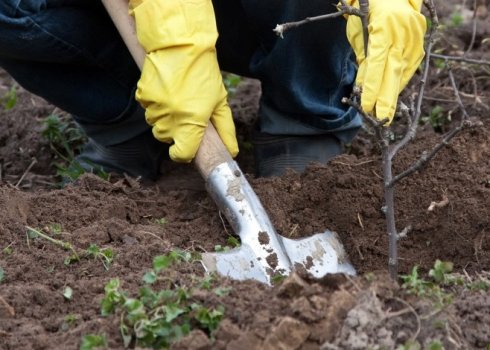Особливості посадки яблунь восени