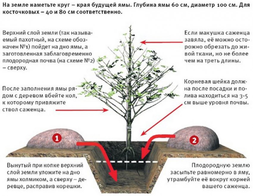 Как правильно посадить дерево весной. Правильная посадка саженцев яблони. Схема посадки саженца яблони. Размер ямы для саженца яблони. Посадка деревьев плодовых весной саженцев правильная посадка.