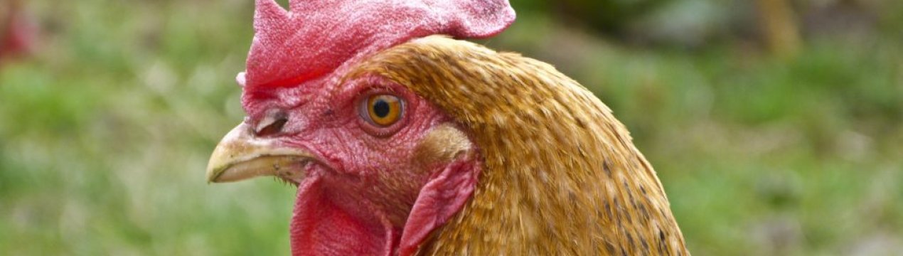 У Франції кури смерть заклювали лисицю