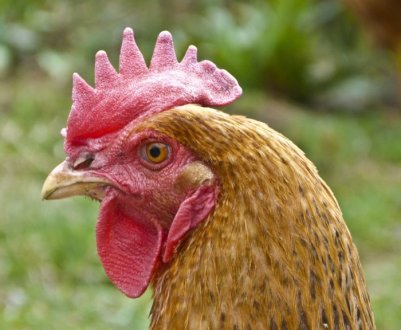 У Франції кури смерть заклювали лисицю