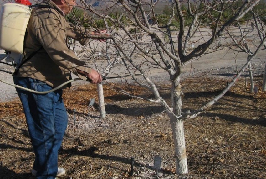 Опрыскивание ствола яблони для отпугивания грызунов