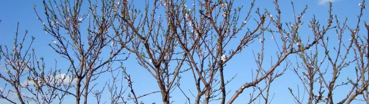 Як формувати крону у яблуні