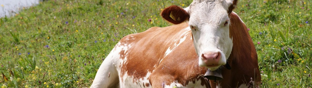 Що робити, якщо у корови встав шлунок