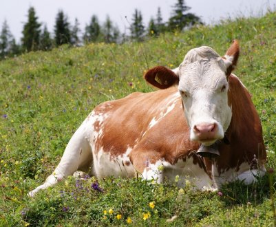 Що робити, якщо у корови встав шлунок