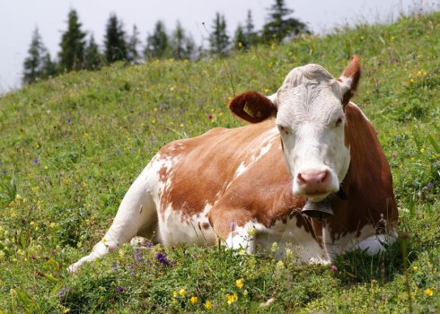 Що робити, якщо у корови встав шлунок