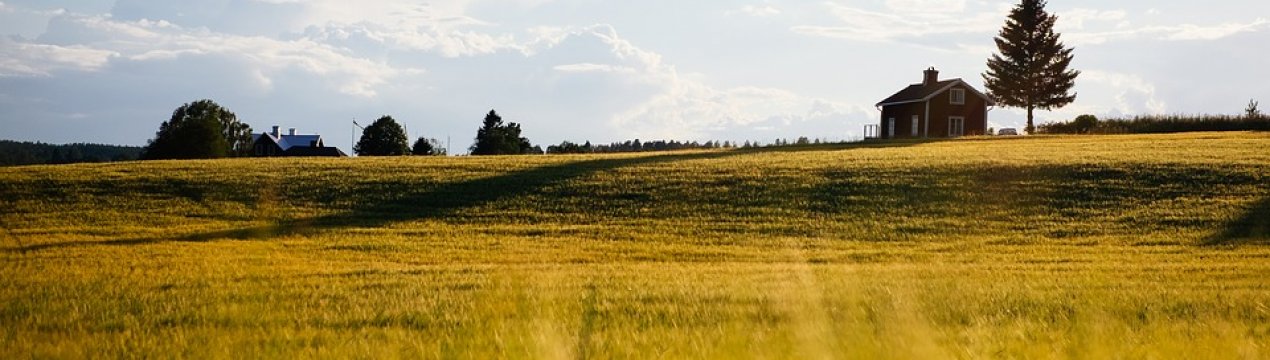 Одеська область лідирує за кількістю органічних земель
