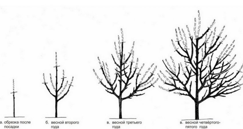 Обрізка яблуні
