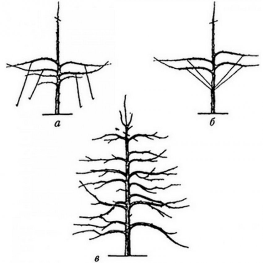 Формування дерева