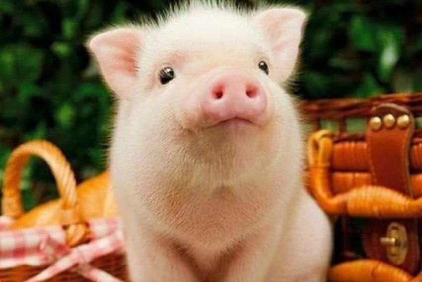 Повторення — мати мученья: в Ростов знову прийшла свиняча чума