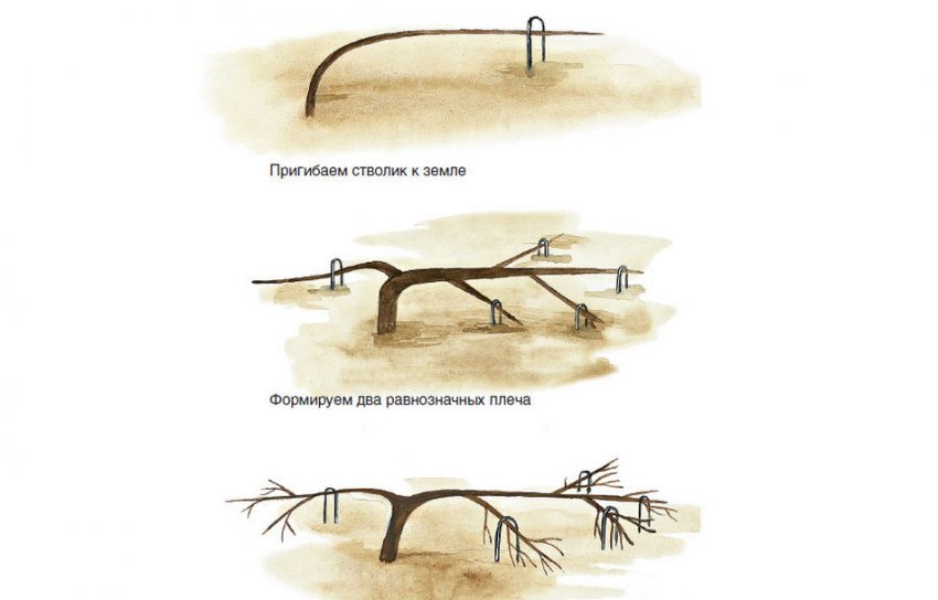Формування яблуні