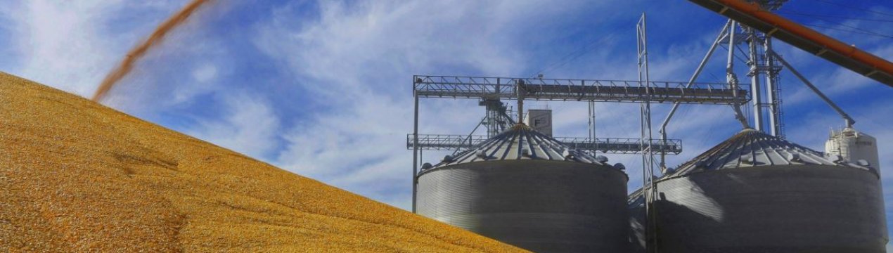 Торгова невизначеність між США і Китаєм не вплинула на ціни на сою і кукурудзу на американському ринку