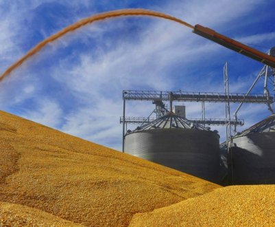 Торгова невизначеність між США і Китаєм не вплинула на ціни на сою і кукурудзу на американському ринку