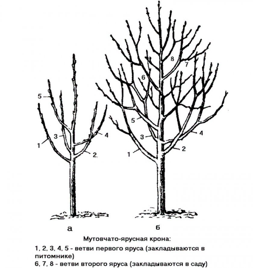 Мутовчато-ярусная форма дерева Мутовчато-ярусная форма дерева