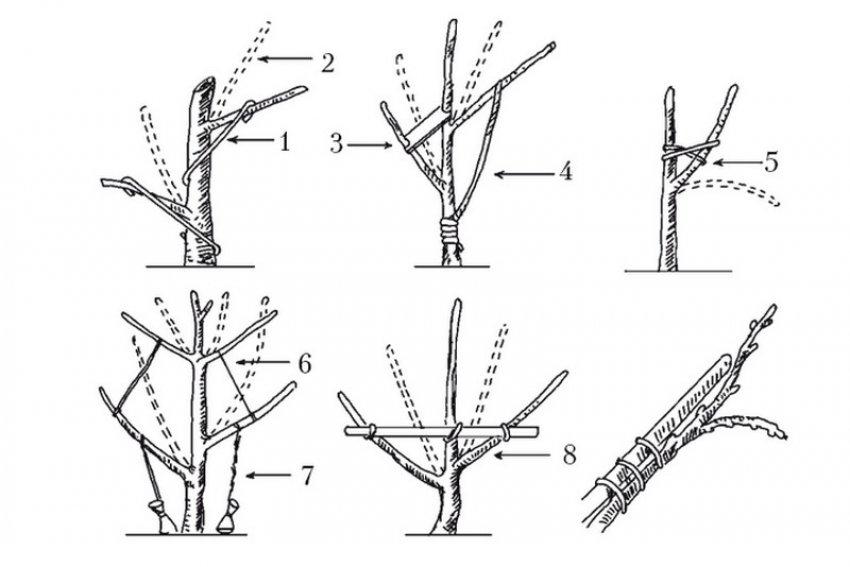 Формування яблуні