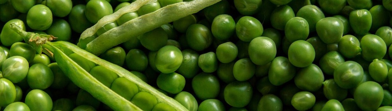 Українські аграрії знову звернули увагу на горох
