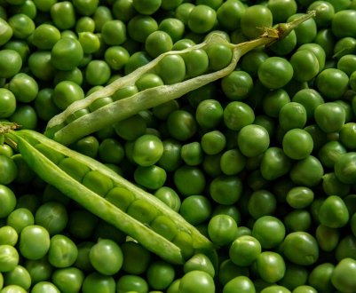 Українські аграрії знову звернули увагу на горох