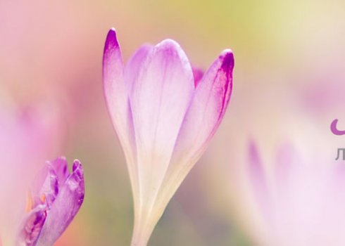 Какие садово-огородные работы можно проводить в марте 2019 года по лунному календарю