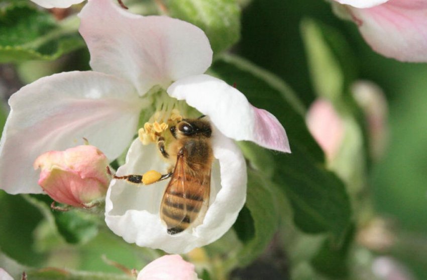 Запилення яблуні Запилення яблуні