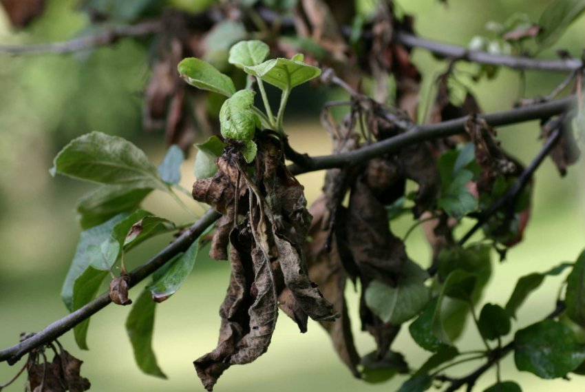 Бактеріальний опік яблуні Бактеріальний опік яблуні