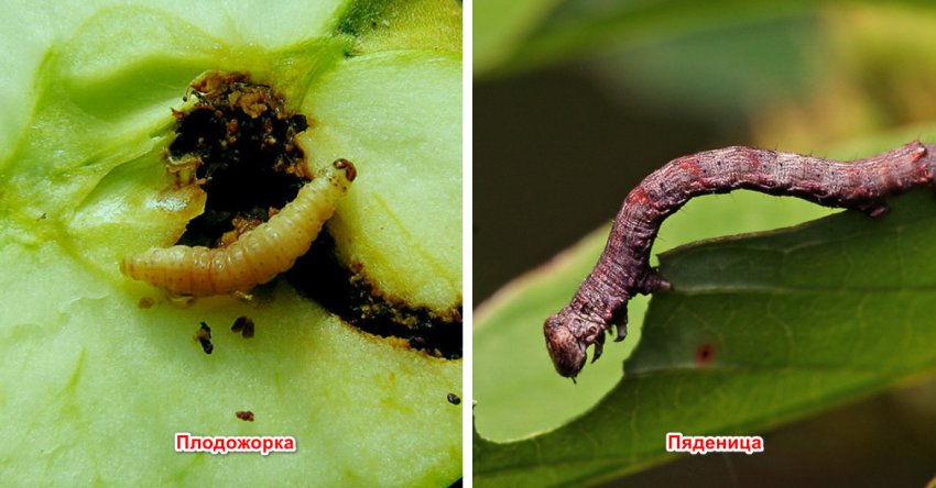 Плодожерка і пяденица на яблуні Плодожерка і пяденица на яблуні