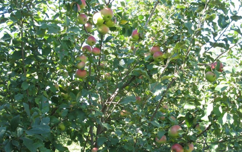 Яблуня Марат Бусурін Яблуня Марат Бусурін