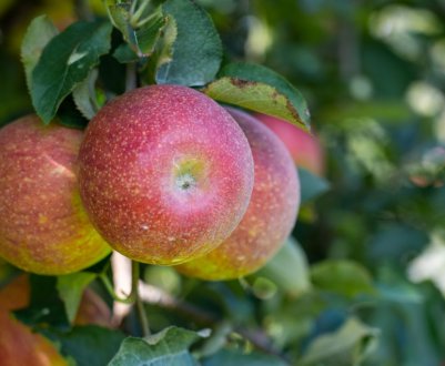 Особливості посадки і догляду за яблунею сорти Марат Бусурін