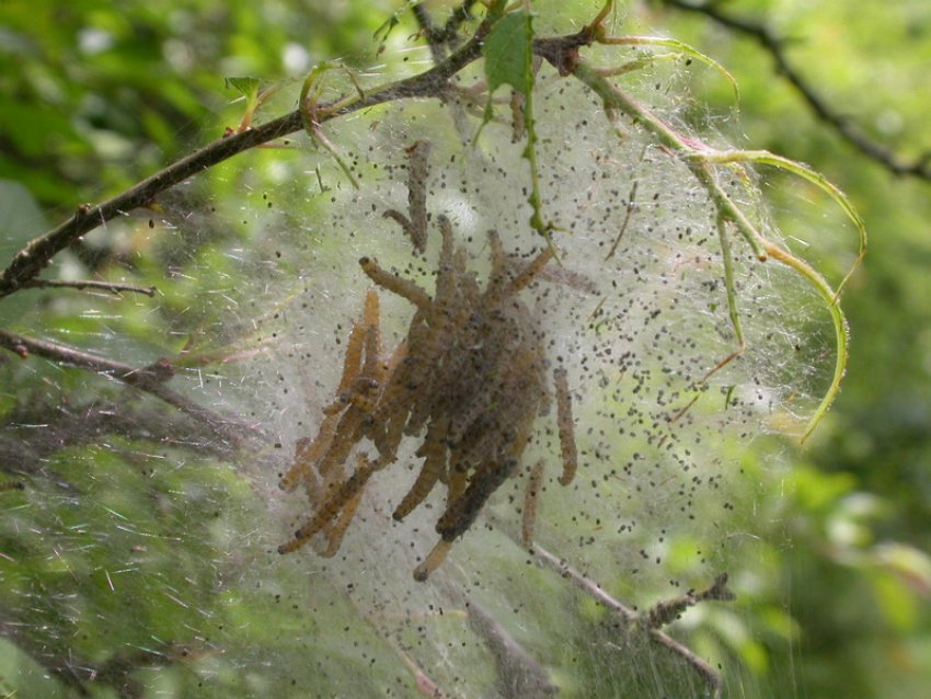 Гусениці яблуневої молі Гусениці яблуневої молі