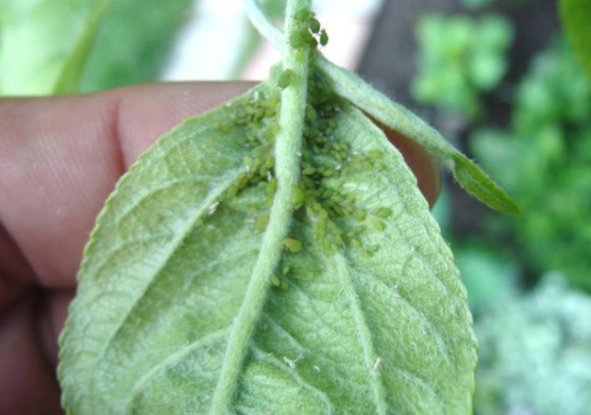 Зелена тля на листку яблуні Зелена тля на листку яблуні