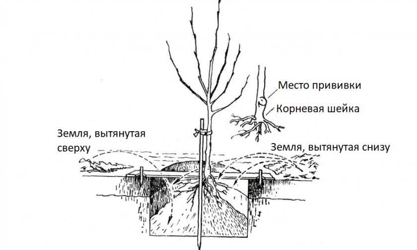 Схема посадки яблони Схема посадки яблони
