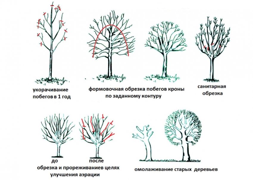 Етапи формування крони Етапи формування крони