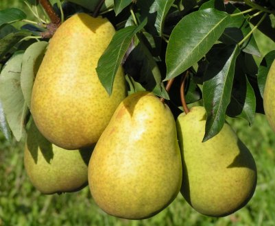 Особливості вирощування і детальна характеристика груші сорту Уралочка