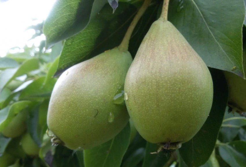 Врожайність груші сорту Уралочка
