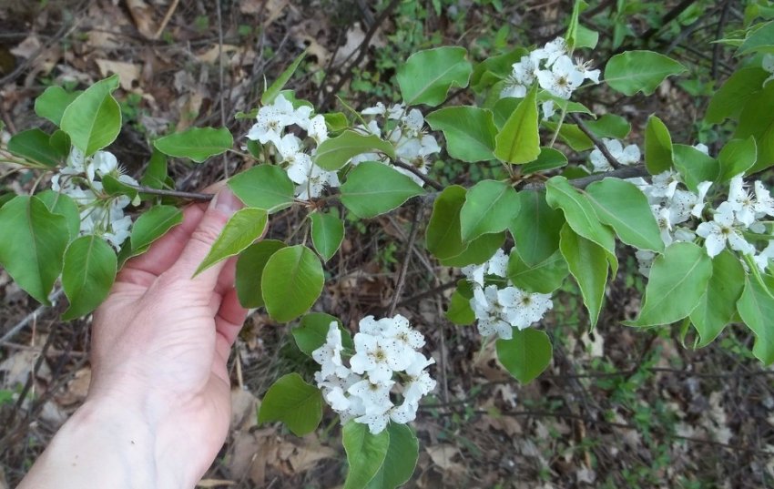 Цвітіння груші Уралочка