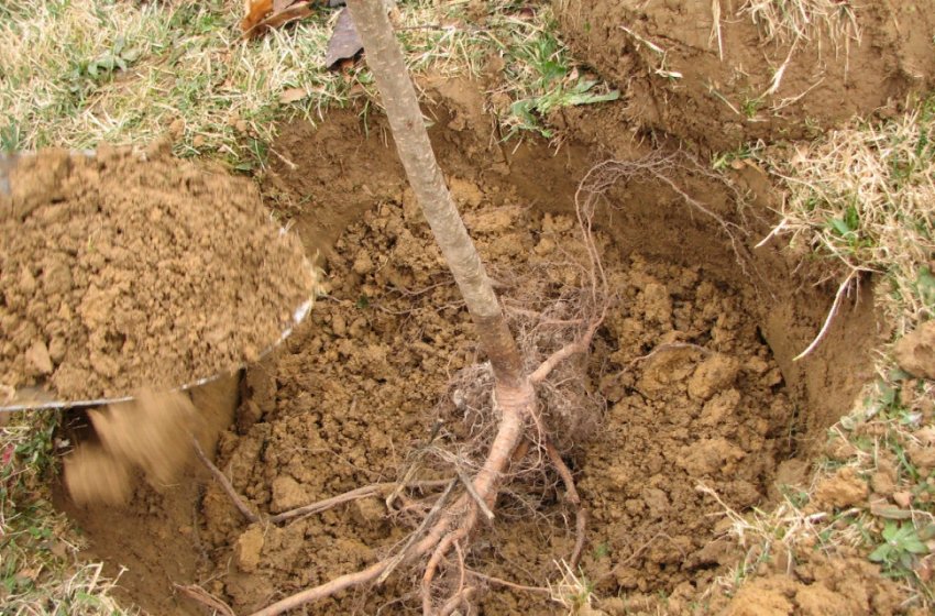 Місце посадки груші