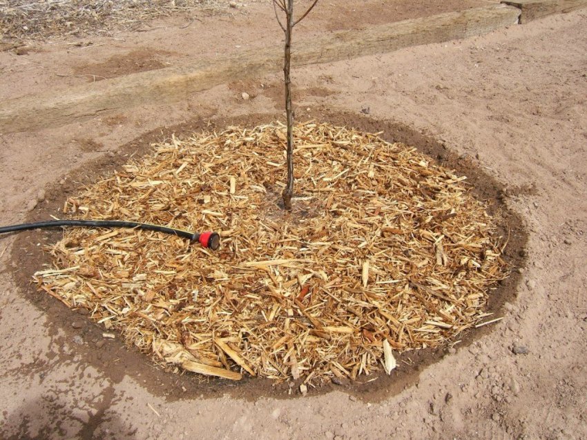 Полив і мульчування груші