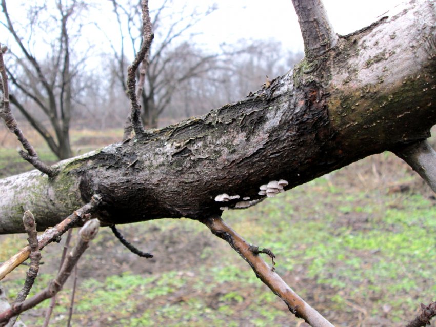 Чорний рак на гілці груші