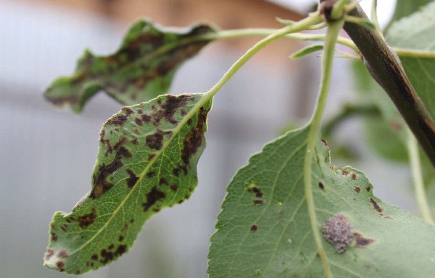 Бура плямистість на груші