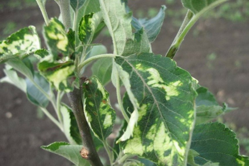 Мозаїка на груші