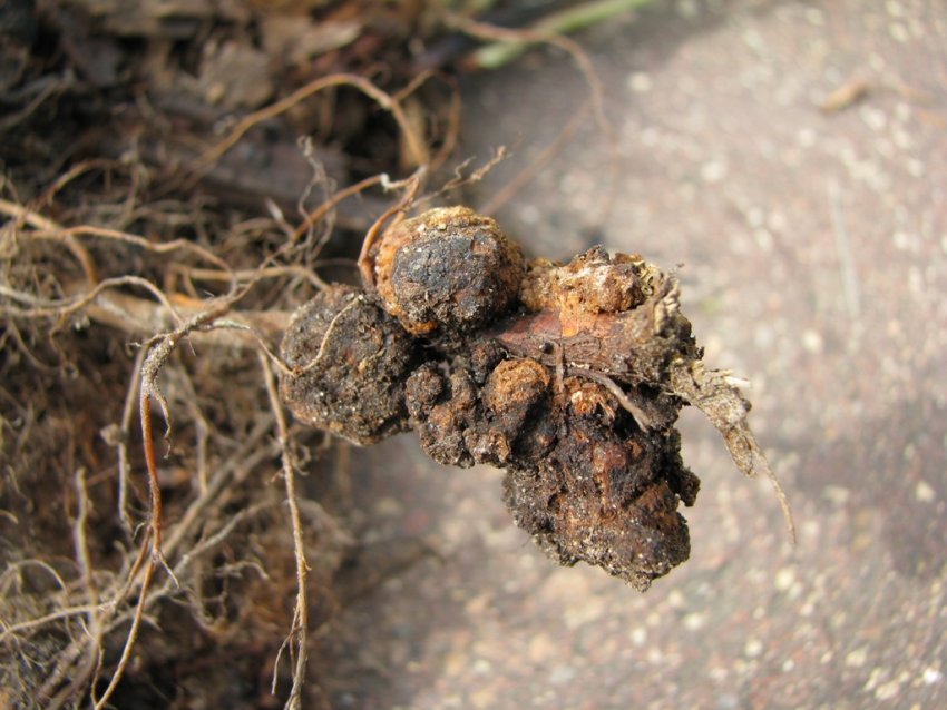 Кореневий рак