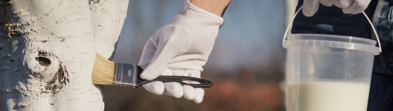 Особливості побілки яблуні восени і навесні