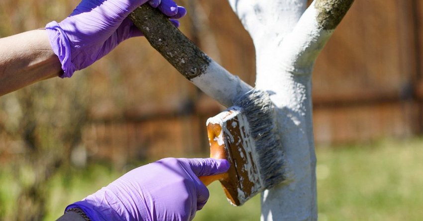 Побілка яблуні восени Побілка яблуні восени